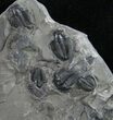 Small Elrathia Trilobite Multiple - Wheeler Shale #9188-1